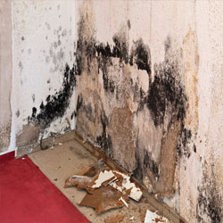 Mould-Remediation auckland